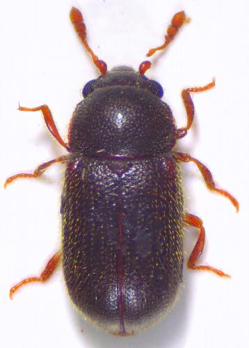 Sphindus dubius